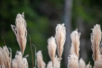 reeds in the autumn