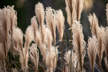 reeds in the wind