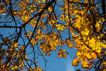Nice picture of autumn tree branch with golden color leaves in sunset light flares