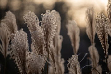 grass in the morning