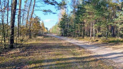 forest road in the autumn sun and the colors of the trees