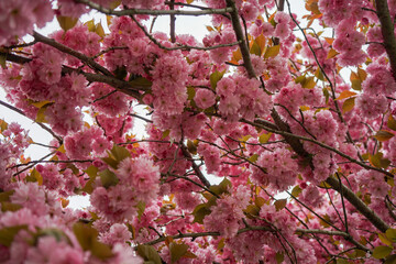 pink cherry blossom