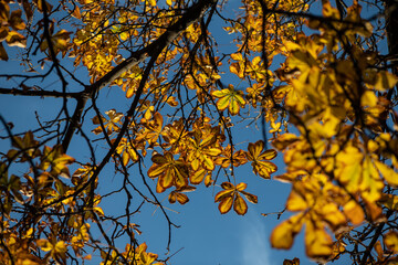 Nice picture of autumn tree branch with golden color leaves in sunset light flares