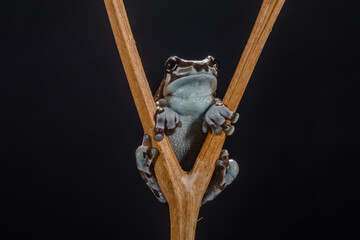 The Mission golden eyed tree frog or Amazon milk Frog, Trachycephalus resinifictrix