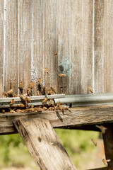 A close-up view of the working bees bringing flower pollen to the hive on its paws. Honey is a beekeeping product. Bee honey is collected in beautiful yellow honeycombs.