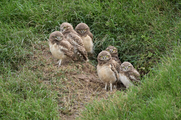 Lechuzas viscachera, Athene cunicularia, familia