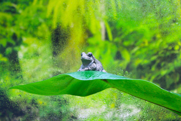 grenouille poser sur feuille 