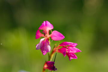 Macro Orqu&iacute;dea silvestre