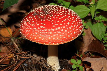 Fly agaric amanita muscaria amanitaceae family psychedelic trip high quality print