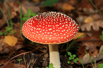 Fly agaric amanita muscaria amanitaceae family psychedelic trip high quality print