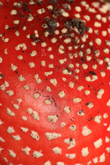 Fly agaric amanita muscaria amanitaceae family psychedelic trip high quality print