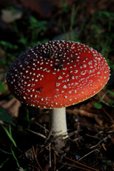 Fly agaric amanita muscaria amanitaceae family psychedelic trip high quality print