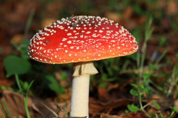 Fly agaric amanita muscaria amanitaceae family psychedelic trip high quality print