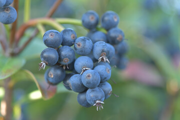 Blueberry leaves, branches and fruits