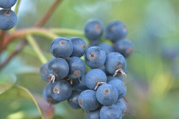 Blueberry leaves, branches and fruits