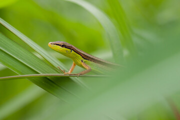 The oriental garden lizard (Calotes versicolor), also called the eastern garden lizard, Indian...