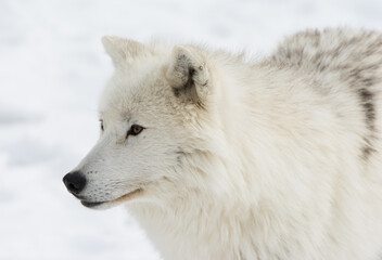 Obraz na płótnie Canvas Arctic Wolf in Quebec