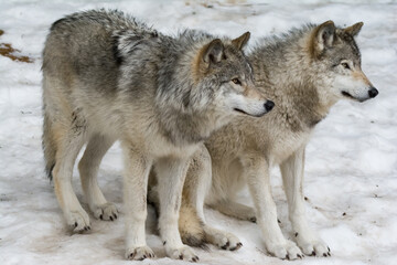 Quebec Wolves in Winter