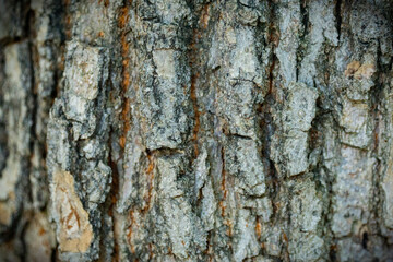 Macro texture of a beautiful tree