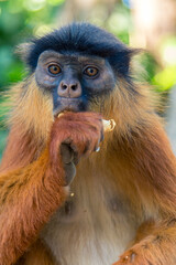Un mono de la raza colobo rojo de Temminck, en el Parque Nacional de Bijilo, en la ciudad de Serekunda, en la costa atlántica de Gambia