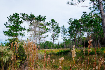 Autumn landscape of Flatwood park in Tampa, Florida