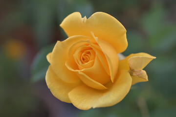 Yellow rose flowers blooming in the garden	