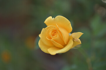 Yellow rose flowers blooming in the garden	