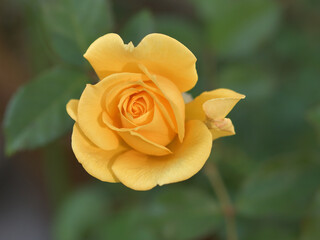 Yellow rose flowers blooming in the garden	