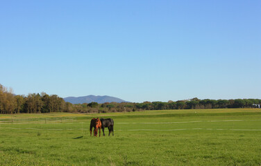 two thoroughbred horses in the distance enjoy the green grass and sunny day in their enclosure in the Tuscan countryside