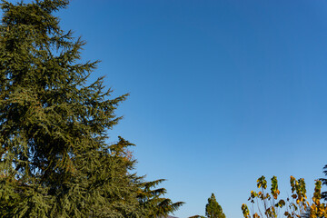 Obraz premium trees in the forest