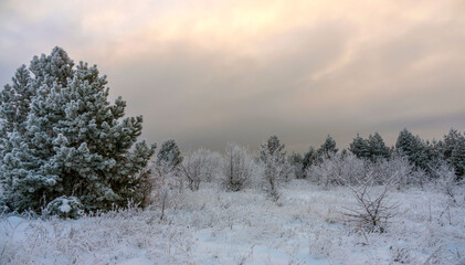 Beautiful winter landscape with trees covered with frost on a frosty evening during sunset