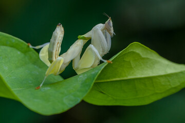 orchid mantis or Hymenopus coronatus