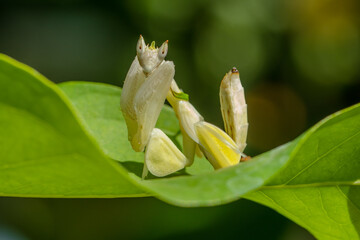 orchid mantis or Hymenopus coronatus