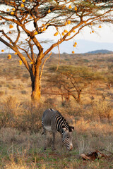 Grevey's Zebra