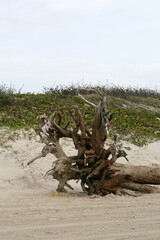 Fototapeta na wymiar Tree washed up on the beach