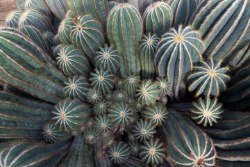 Obraz premium Gros plan cactus