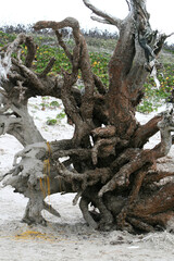 Tree from the ocean on the beach