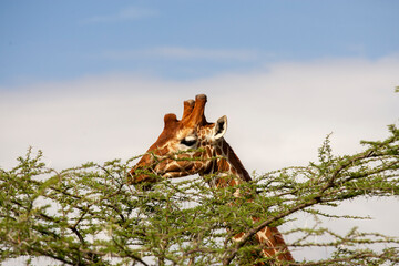 Giraffe close up in Kenya