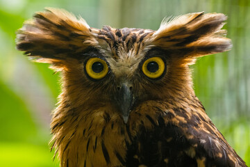close up of an owl