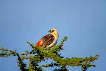 White-Headed Buffalo Weaver in Kenya Africa