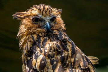 portrait of owl face