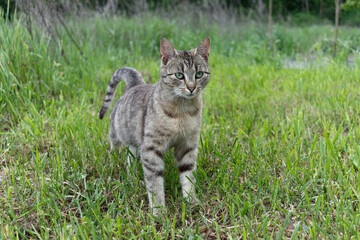 Curious cat on green grass.