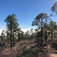 olive tree plantation