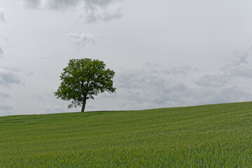 Lonely tree on a green field.