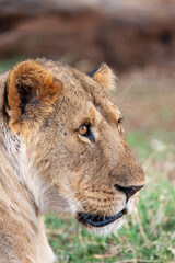 Lioness in Kenya Africa