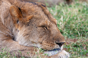Lioness in Kenya Africa