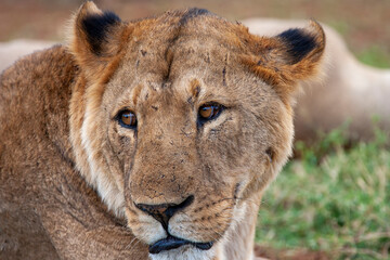 Lioness in Kenya Africa