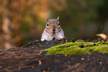 Squirrel peeking behind tree