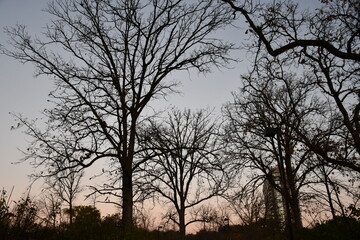 silhouette of a tree at sunrise