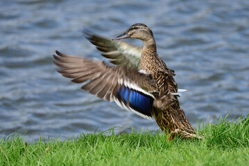 Mallard female moving wings by the lake 